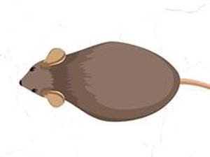 Visualisasi Wabah Tikus yang Menyerang Beberapa Daerah Australia