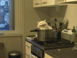 12 Tingkah Kocak Kucing di Internet yang Mungkin Bisa Cerahkan Harimu