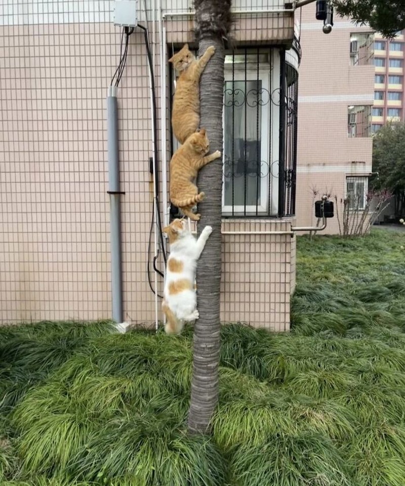 Ada saja tingkah kocak kucing-kucing ini. Lihat deh, mungkin kelucuannya bisa membuat harimu lebih cerah.