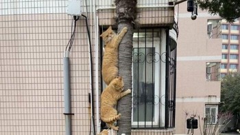 Kita lagi latihan panjat pinang tante. Foto: Bored Panda