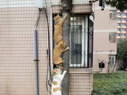 12 Tingkah Kocak Kucing di Internet yang Mungkin Bisa Cerahkan Harimu