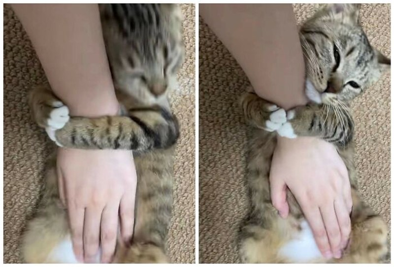 Ada saja tingkah kocak kucing-kucing ini. Lihat deh, mungkin kelucuannya bisa membuat harimu lebih cerah.