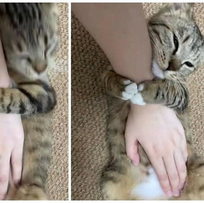 12 Tingkah Kocak Kucing di Internet yang Mungkin Bisa Cerahkan Harimu