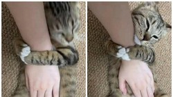 12 Tingkah Kocak Kucing di Internet yang Mungkin Bisa Cerahkan Harimu