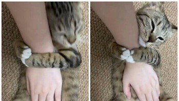 Erat banget itu meluknya cing. Biar dikasih makanan basah ya? Foto: Bored Panda