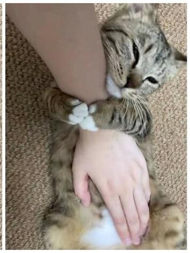 12 Tingkah Kocak Kucing di Internet yang Mungkin Bisa Cerahkan Harimu