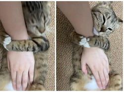 12 Tingkah Kocak Kucing di Internet yang Mungkin Bisa Cerahkan Harimu