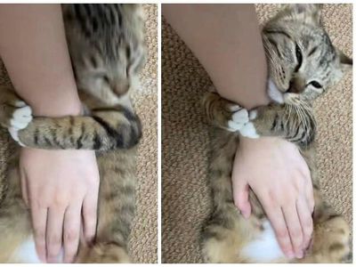 12 Tingkah Kocak Kucing di Internet yang Mungkin Bisa Cerahkan Harimu