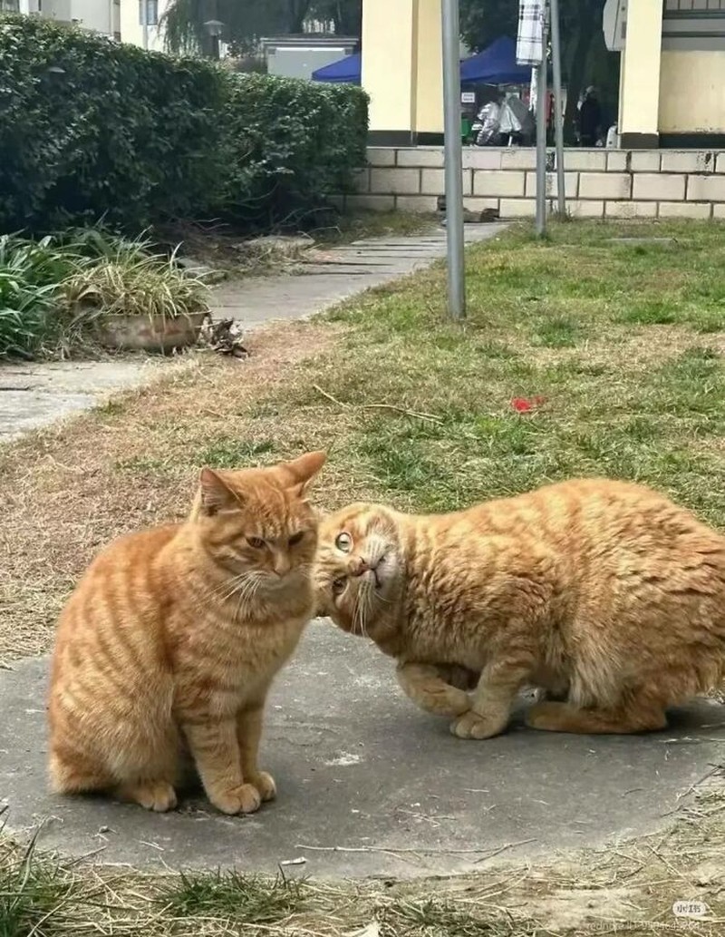 Ada saja tingkah kocak kucing-kucing ini. Lihat deh, mungkin kelucuannya bisa membuat harimu lebih cerah.