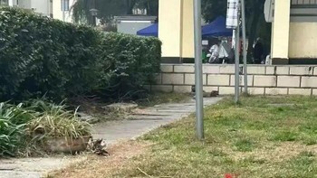 Tadi kamu bilang apa? Coba bilang sekali lagi, ucap si oyen. Eh tapi dua-duanya oyen ya. Foto: Bored Panda