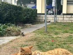 12 Tingkah Kocak Kucing di Internet yang Mungkin Bisa Cerahkan Harimu
