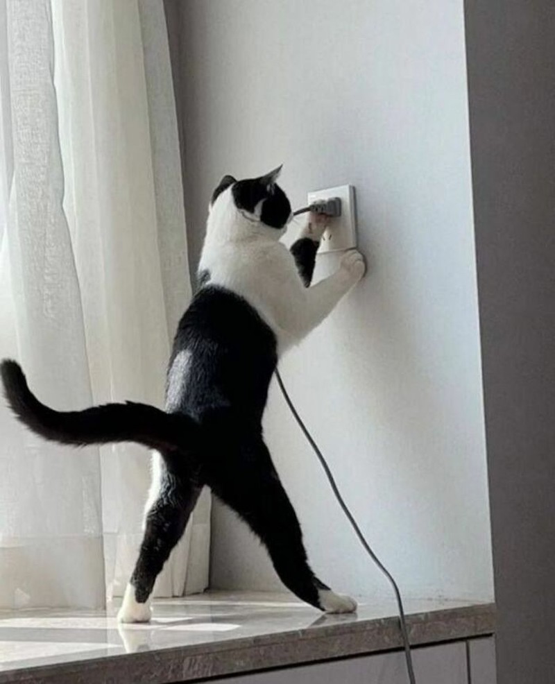 Ada saja tingkah kocak kucing-kucing ini. Lihat deh, mungkin kelucuannya bisa membuat harimu lebih cerah.
