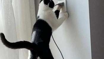 Sarah sih jangan dipegang cing. Takutnya kamu nanti gosong lho. Foto: Bored Panda