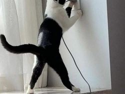 12 Tingkah Kocak Kucing di Internet yang Mungkin Bisa Cerahkan Harimu