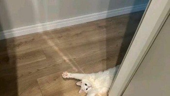 Cilukbaaaaa. Foto: Bored Panda