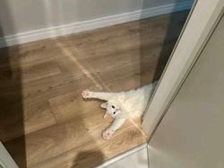 12 Tingkah Kocak Kucing di Internet yang Mungkin Bisa Cerahkan Harimu