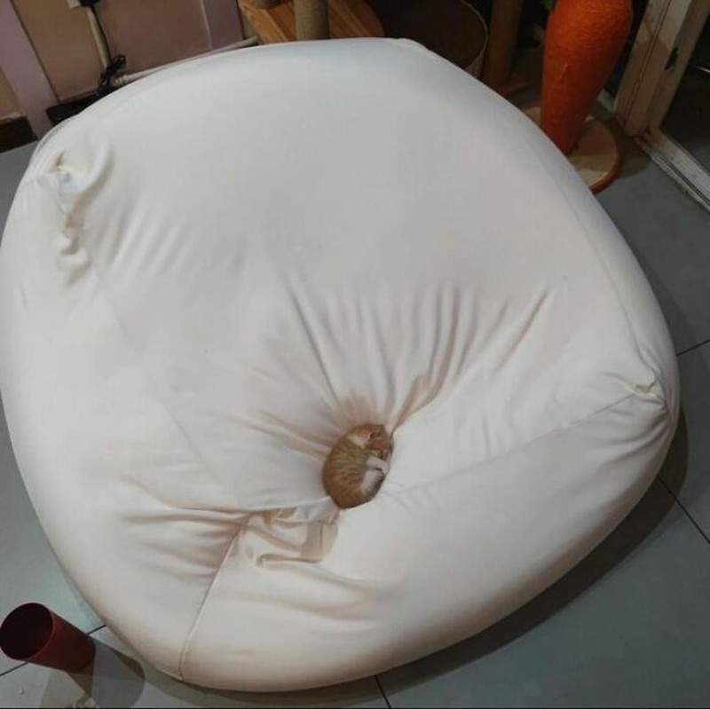 Ada saja tingkah kocak kucing-kucing ini. Lihat deh, mungkin kelucuannya bisa membuat harimu lebih cerah.