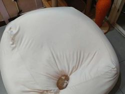 12 Tingkah Kocak Kucing di Internet yang Mungkin Bisa Cerahkan Harimu