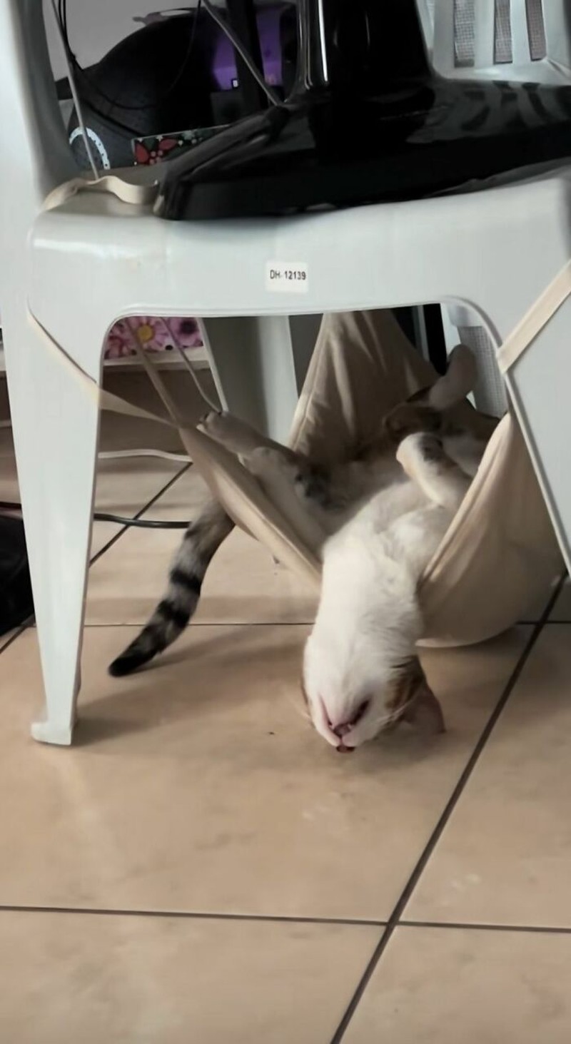 Ada saja tingkah kocak kucing-kucing ini. Lihat deh, mungkin kelucuannya bisa membuat harimu lebih cerah.