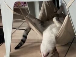 12 Tingkah Kocak Kucing di Internet yang Mungkin Bisa Cerahkan Harimu