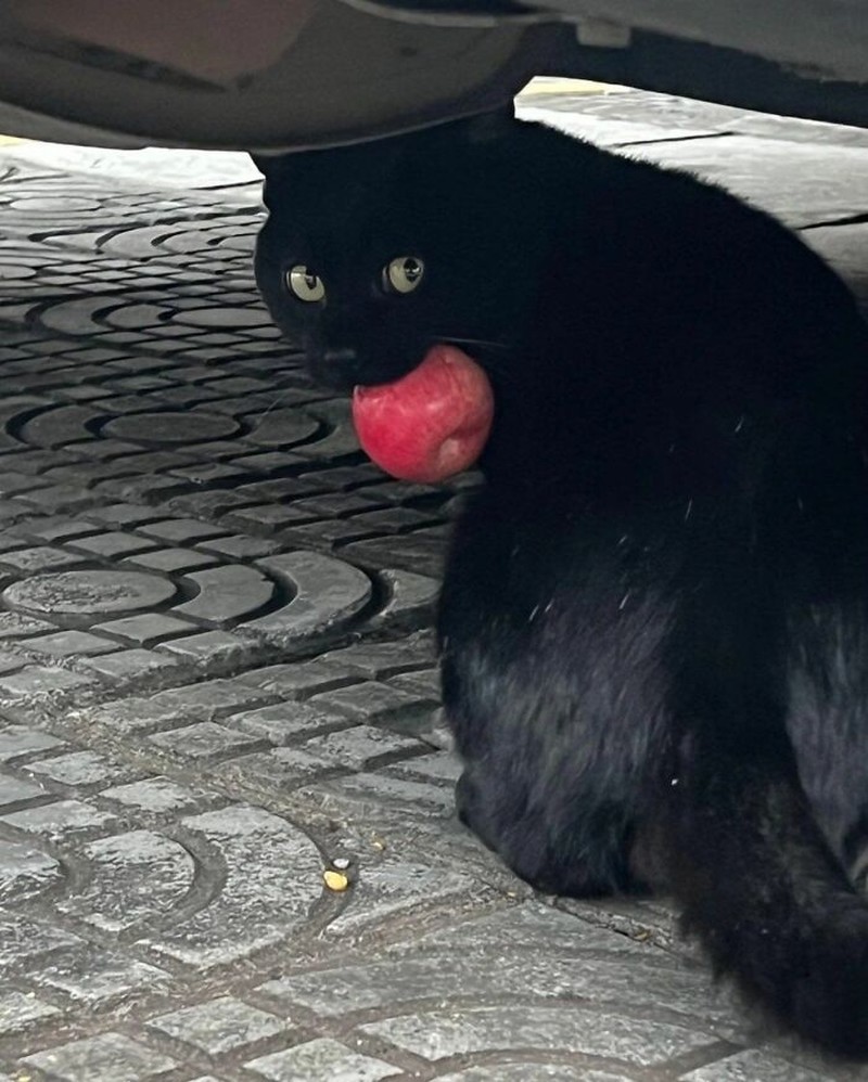 Ada saja tingkah kocak kucing-kucing ini. Lihat deh, mungkin kelucuannya bisa membuat harimu lebih cerah.