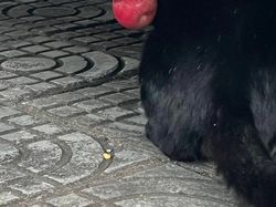 12 Tingkah Kocak Kucing di Internet yang Mungkin Bisa Cerahkan Harimu