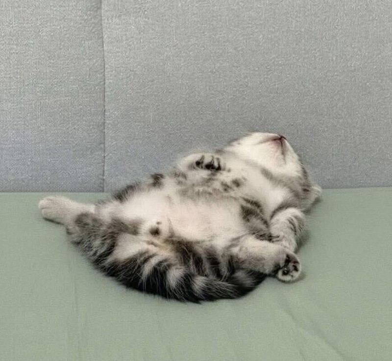 Ada saja tingkah kocak kucing-kucing ini. Lihat deh, mungkin kelucuannya bisa membuat harimu lebih cerah.