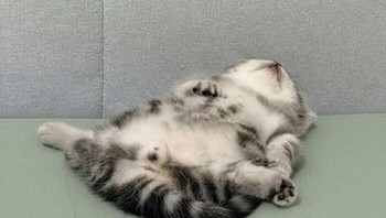 Si mager nih. Tapi lucu juga ya posisi tidurnya. Kakinya melebar gitu. Foto: Bored Panda