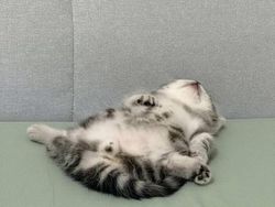 12 Tingkah Kocak Kucing di Internet yang Mungkin Bisa Cerahkan Harimu