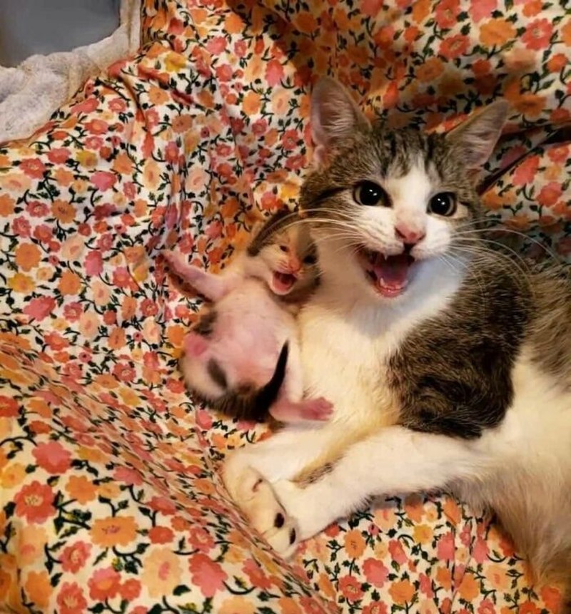 Ada saja tingkah kocak kucing-kucing ini. Lihat deh, mungkin kelucuannya bisa membuat harimu lebih cerah.