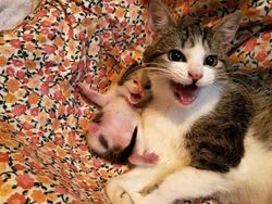 12 Tingkah Kocak Kucing di Internet yang Mungkin Bisa Cerahkan Harimu
