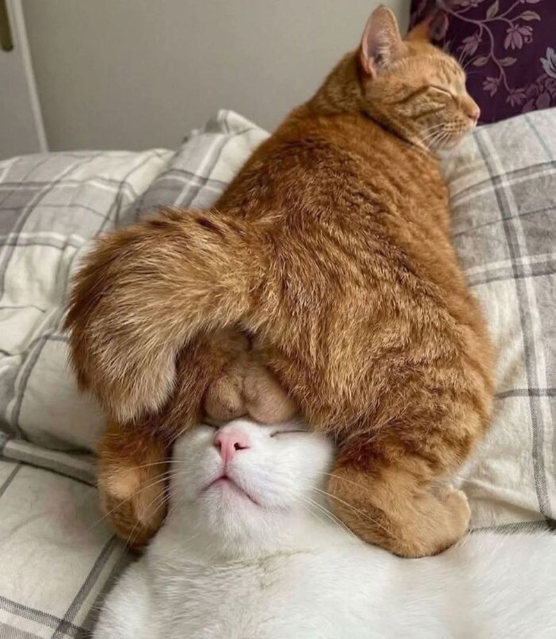 Ada saja tingkah kocak kucing-kucing ini. Lihat deh, mungkin kelucuannya bisa membuat harimu lebih cerah.