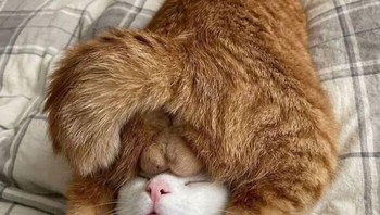 Itu kurang ajar sih cing, masa dipantatin sih temannya. Eh, tapi bentar, kok temannya menikmati banget ya. Foto: Bored Panda