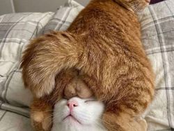 12 Tingkah Kocak Kucing di Internet yang Mungkin Bisa Cerahkan Harimu