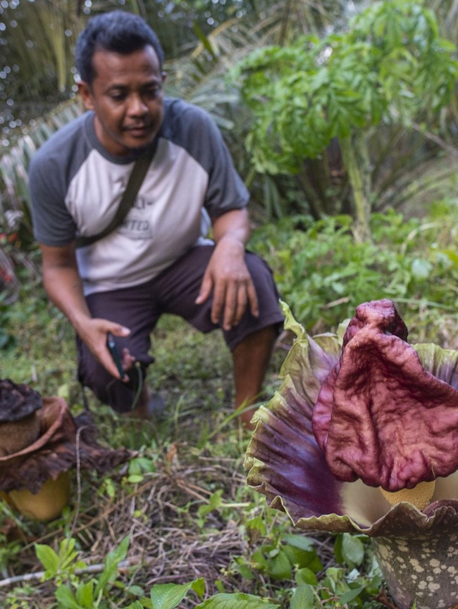 Bunga Bangkai Bermekaran di Pekarangan Warga Jambi
