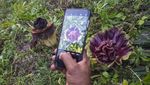 Bunga Bangkai Bermekaran di Pekarangan Warga Jambi