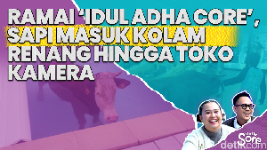 Video: Idul Adha Core, Kumpulan Berita Hewan Kurban Kabur