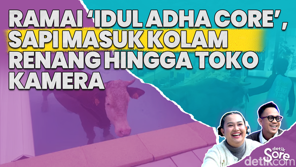 Video: Idul Adha Core, Kumpulan Berita Hewan Kurban Kabur