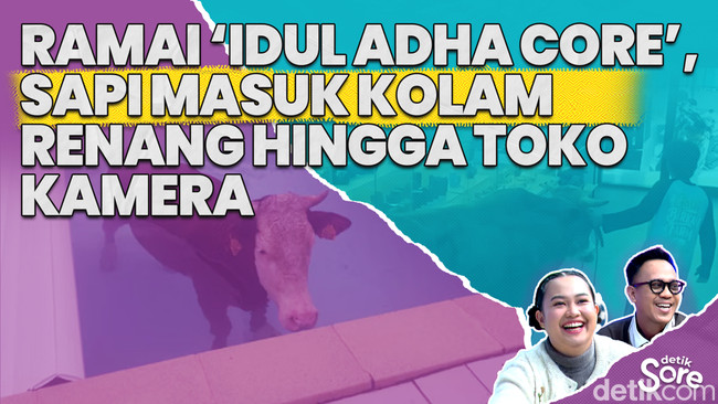 Video: Idul Adha Core, Kumpulan Berita Hewan Kurban Kabur