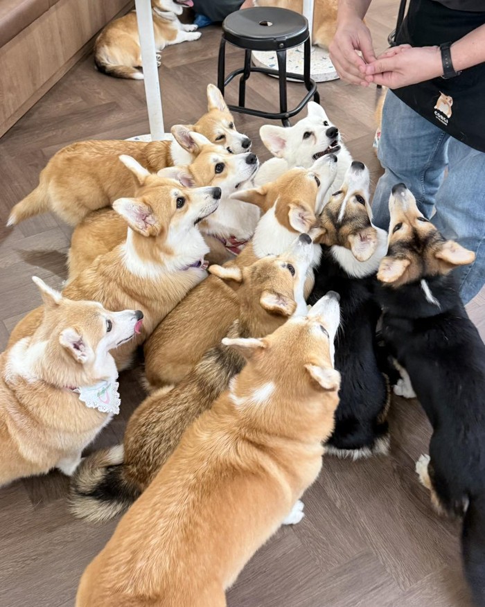 Gemas! Kafe di Bangkok Ini Dihuni 30 Anjing Corgi Imut