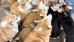 Gemas! Kafe di Bangkok Ini Dihuni 30 Anjing Corgi Imut