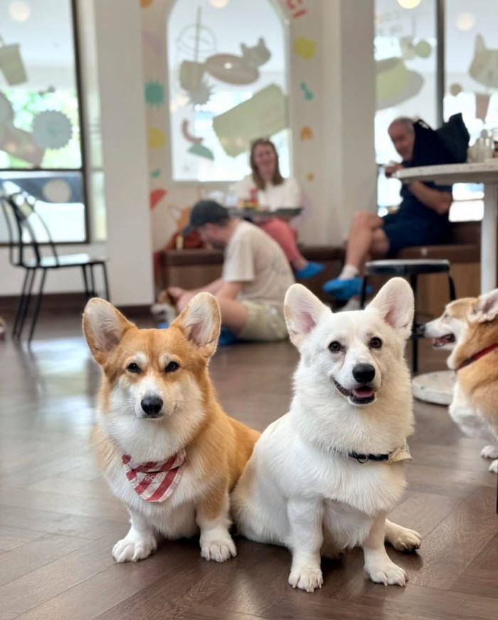 Gemas! Kafe di Bangkok Ini Dihuni 30 Anjing Corgi Imut