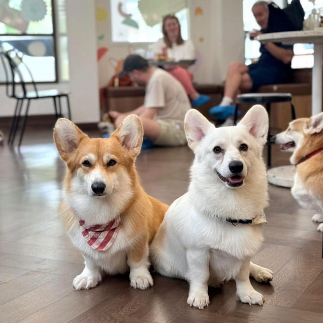 Gemas! Kafe di Bangkok Ini Dihuni 30 Anjing Corgi Imut