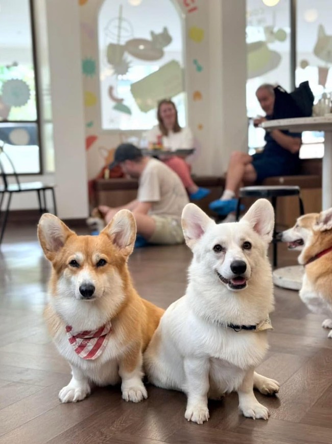 Gemas! Kafe di Bangkok Ini Dihuni 30 Anjing Corgi Imut