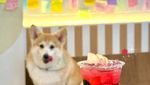 Gemas! Kafe di Bangkok Ini Dihuni 30 Anjing Corgi Imut