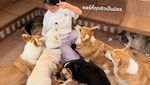 Gemas! Kafe di Bangkok Ini Dihuni 30 Anjing Corgi Imut