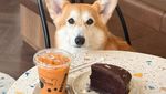 Gemas! Kafe di Bangkok Ini Dihuni 30 Anjing Corgi Imut