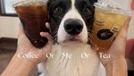 Gemas! Kafe di Bangkok Ini Dihuni 30 Anjing Corgi Imut