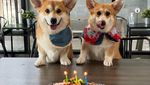 Gemas! Kafe di Bangkok Ini Dihuni 30 Anjing Corgi Imut