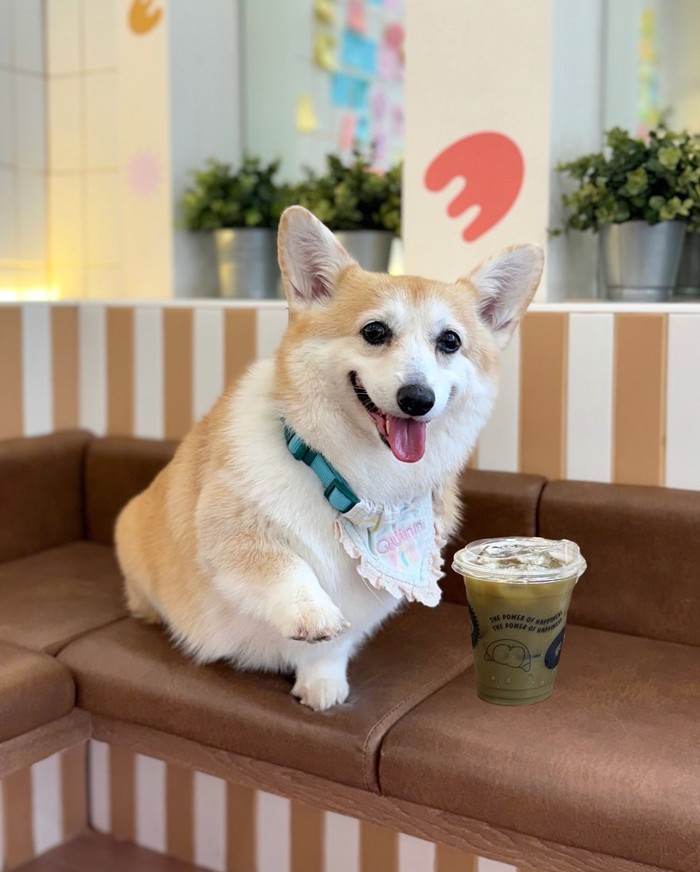 Gemas! Kafe di Bangkok Ini Dihuni 30 Anjing Corgi Imut